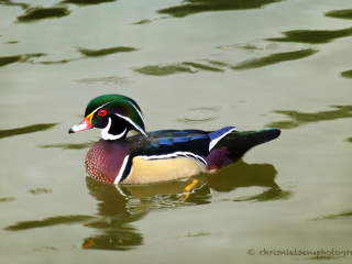 Wood Duck - Hart Park