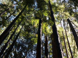 Big Sur Trees
