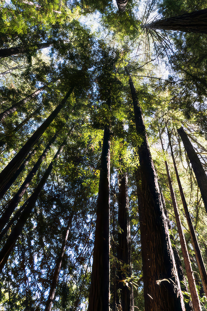 Big Sur Trees Big Sur Trees