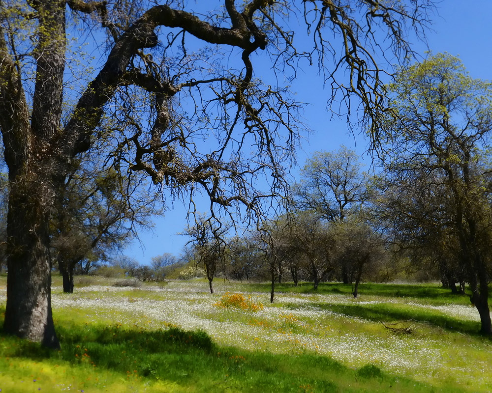 Breckenridge Meadow Breckenridge Meadow