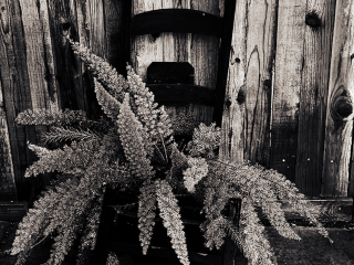 Carla Joy Asparagus Fern - iPhone