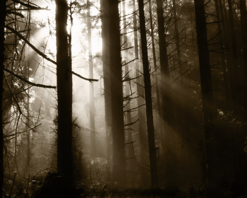 Foggy Forest Morning - Near Gold Beach - Film - !982 Foggy Forest Morning - Near Gold Beach - Film - !982