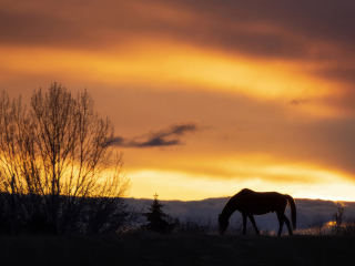 Horse in Sunset - Nampa