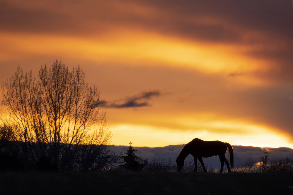 Horse in Sunset - Nampa Horse in Sunset - Nampa