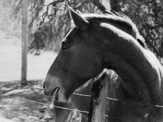 Horse - Film
