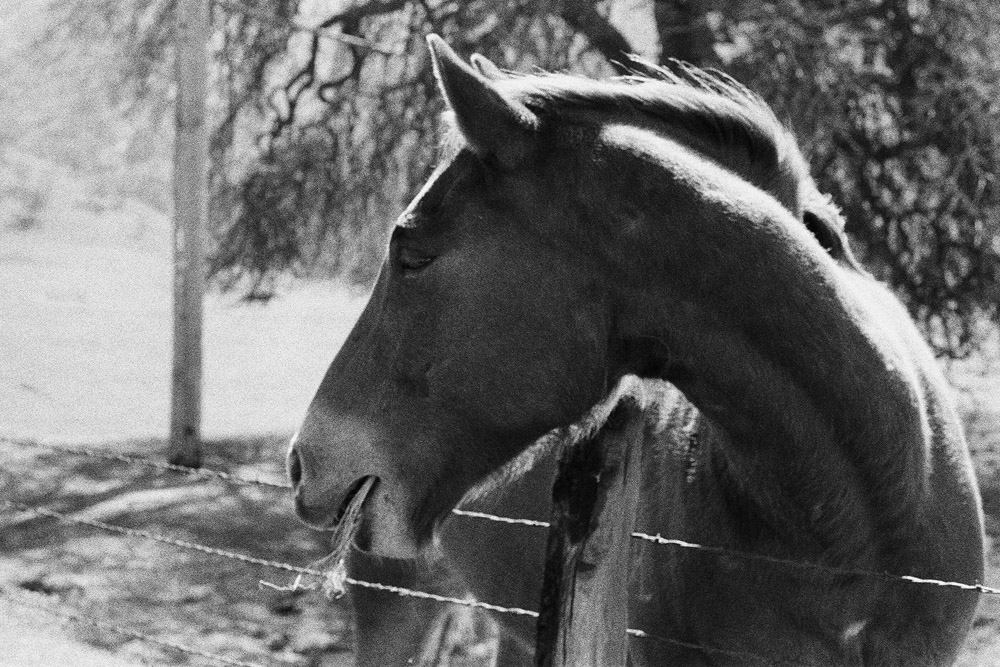 Horse - Film Horse - Film