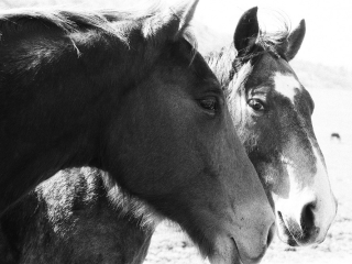 Horses - Film