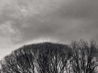 Trees Grey Sky - iPhone