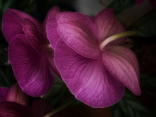 Purple Orchid - iPhone