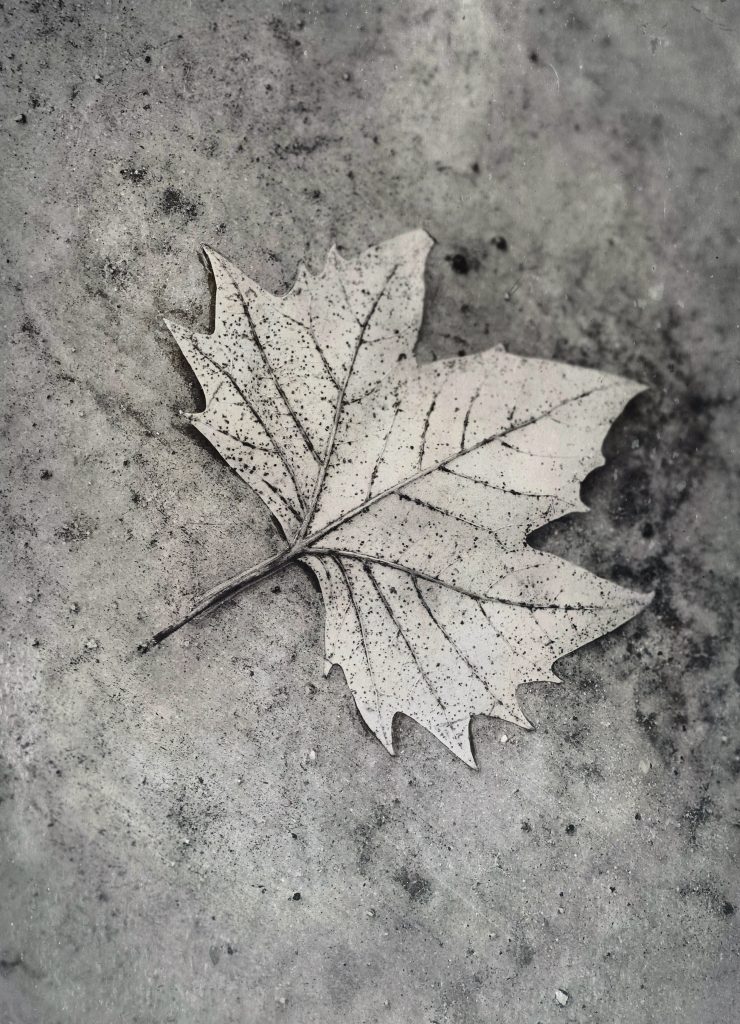 A Leaf - iPhone A Leaf - iPhone