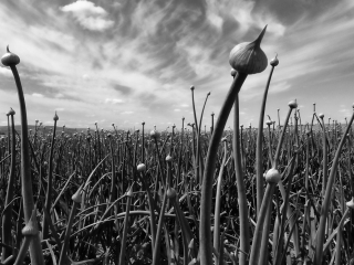 Onion Field Near Caliente