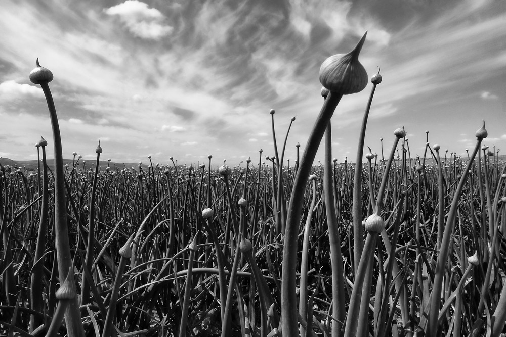 Onion Field Near Caliente Onion Field Near Caliente