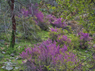 Western Redbuds Near Caliente