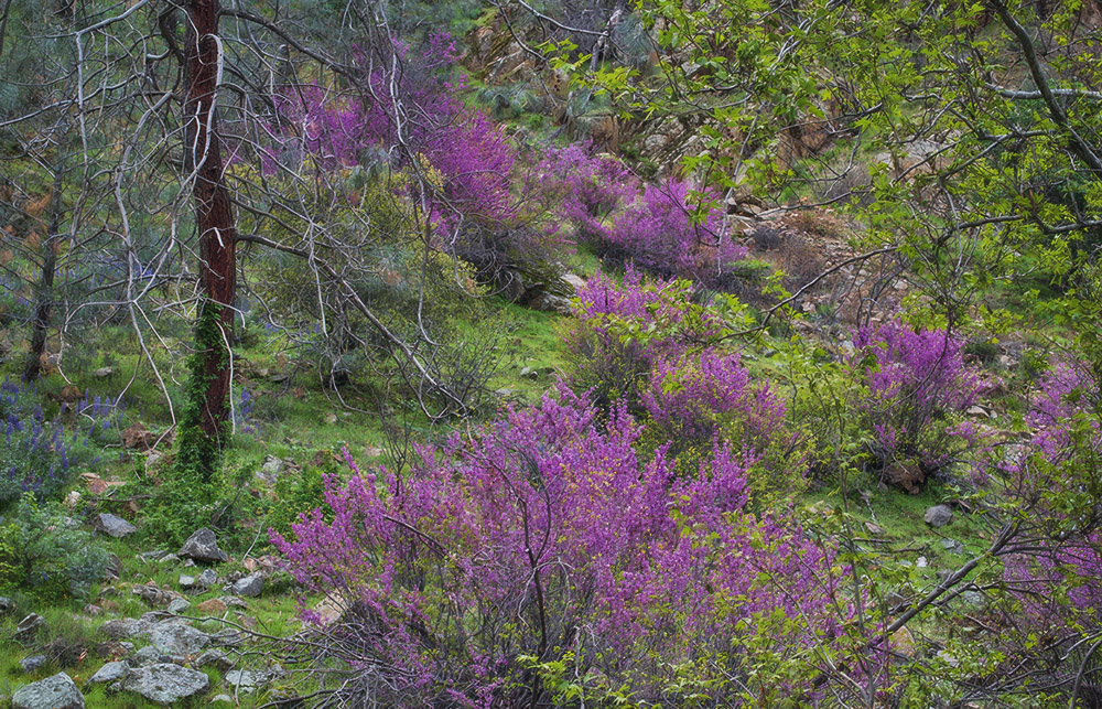 Western Redbuds Near Caliente Western Redbuds Near Caliente